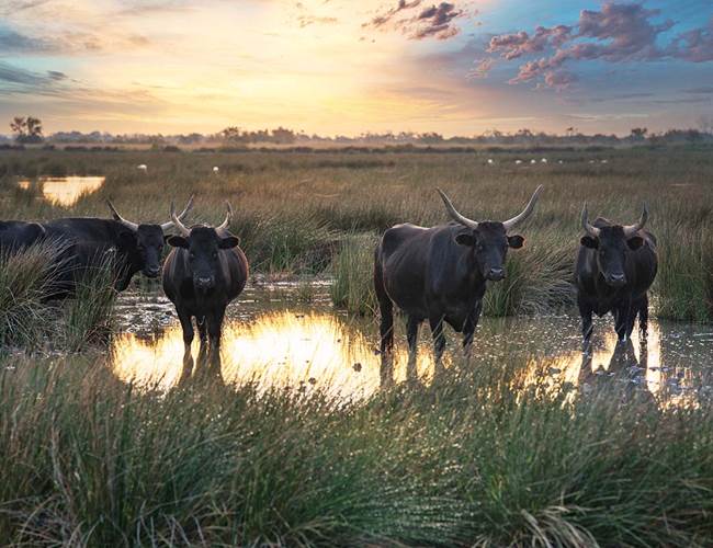 Manades-camarguaises