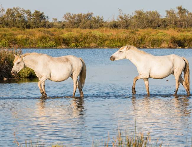 Chevaux camarguais