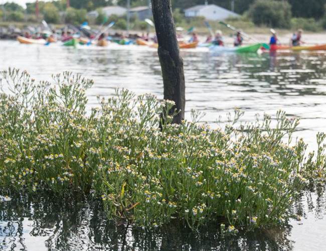 Sorties botaniques Arès Kayak Bassin d'Arcachon Gironde près de Bordeaux