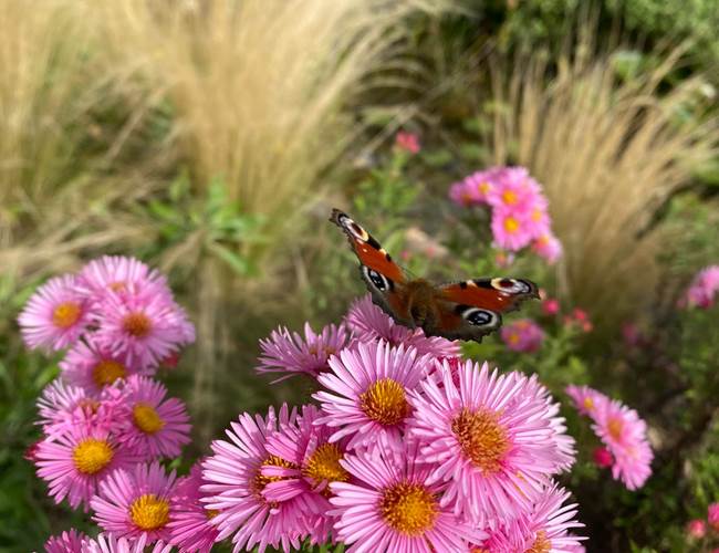 Papillon Paon du jour