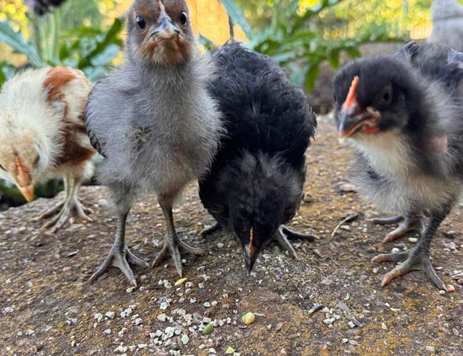 Poussins de La Maison des Etoiles