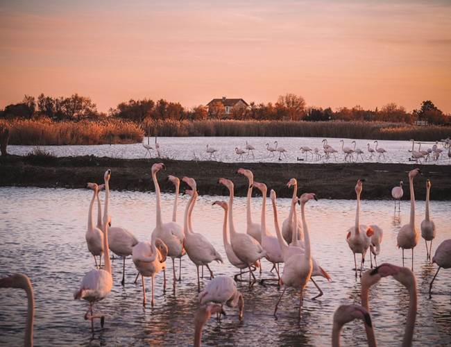 La-Camargue-Flamants-rose