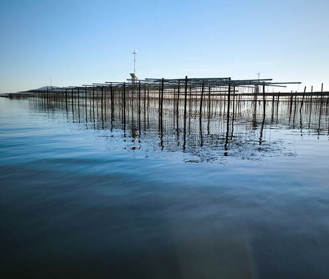 Table ostreicole-photo-news