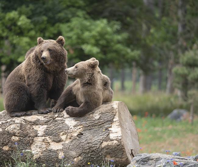Ours bruns - Domaine des Grottes de Han-photo-page