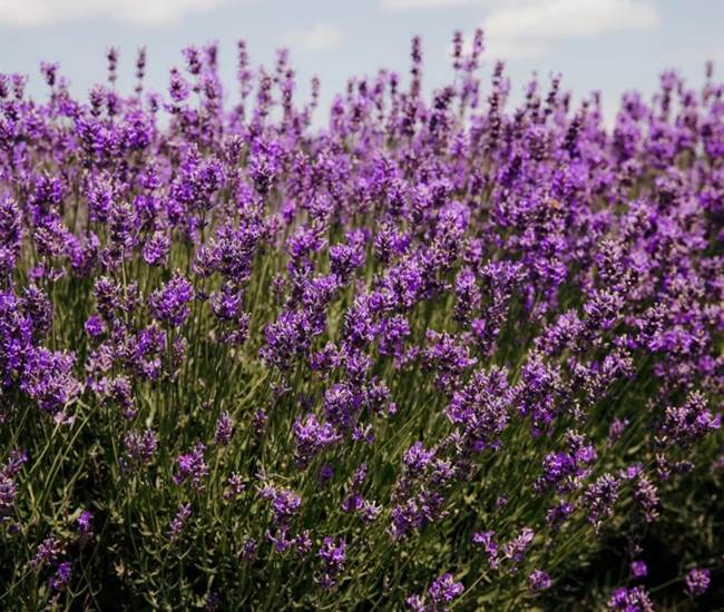 Sans titre-photo-page