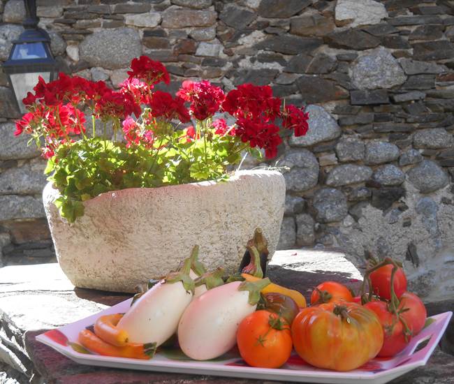 Légumes du jardin-photo-page