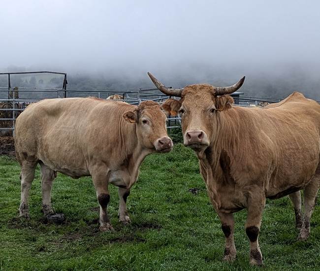 vaches-segala-saisonnee-elevage-nature-proximite-centres-aveyron.jpg-photo-page