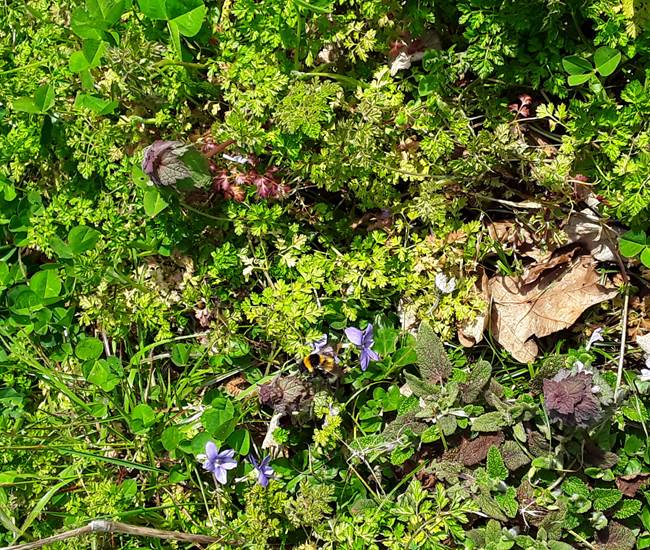 LES BUTINEURS NOUS ACCOMPAGNENT-photo-news