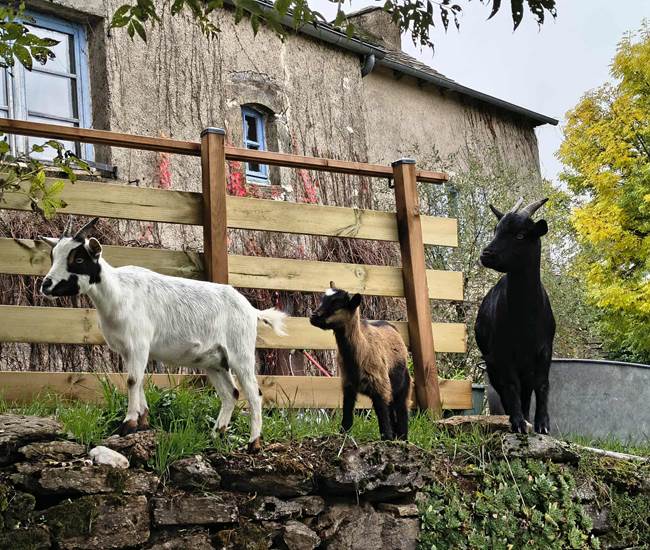 chevres-biquettes-maison-hotes-saisonnee-centres-aveyron-nature.jpg-photo-page