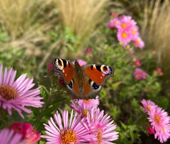 Sans titre-photo-page