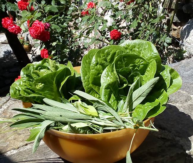 Salade du jardin-photo-page