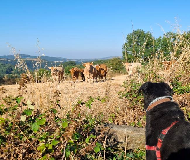 chien-vaches-campagne-aveyron-slow-life-saisonnee-centres.jpg-photo-page