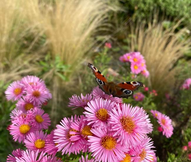 Papillon Paon du jour-photo-page