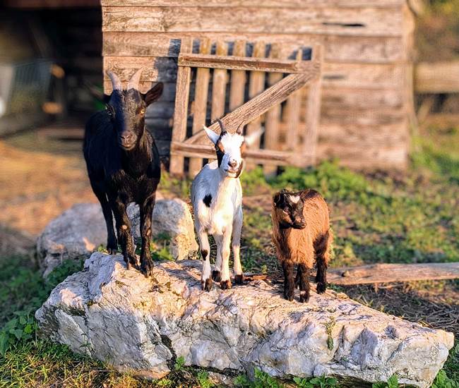 chevres-naines-saisonnee-sejour-ferme-nature-famille-centres-aveyron.jpg-photo-page