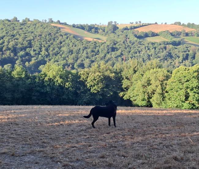 chien-randonnee-paysages-segala-aveyron-centres-saisonnee.jpg-photo-page