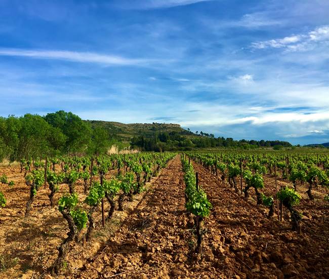 l'un de nos vieux Carignan-photo-page