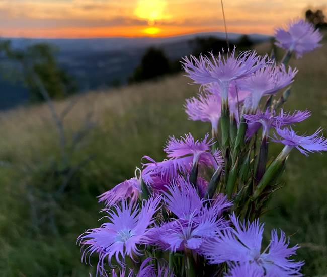 Œillets sauvages depuis le Puech de Suège-photo-page