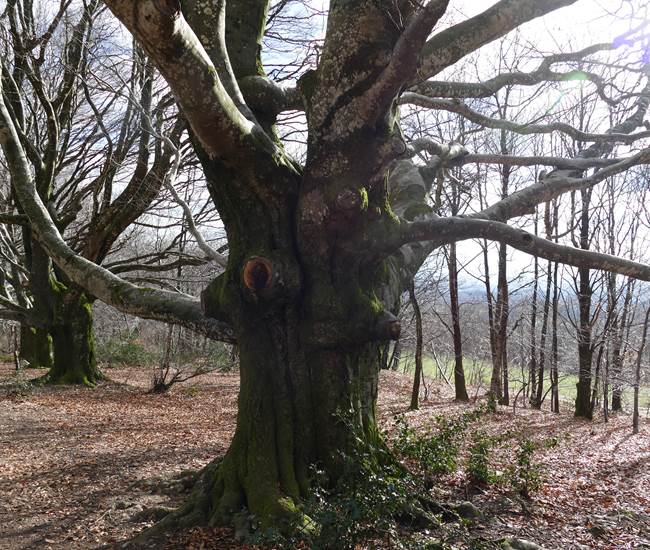 LES HETRES REMARQUABLES-photo-news