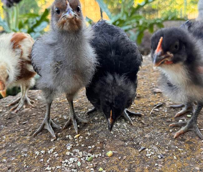 Poussins de La Maison des Etoiles-photo-page