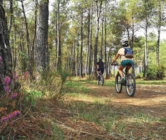 randonnee-dans-les-Pins-landes-photo-page