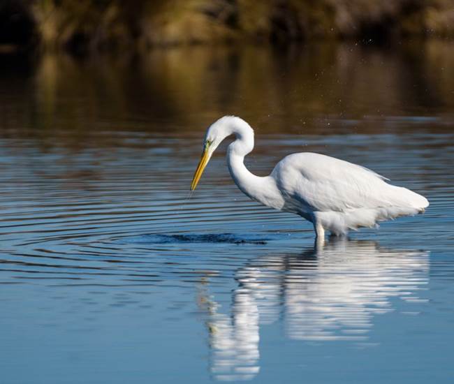 Une Grande Aigrette dans une réserve protégée des Landes-photo-page
