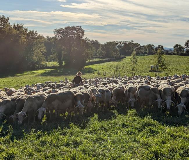 brebis-saisonnee-ferme-traites-matin-producteurs-locaux-centres-aveyron.jpg-photo-page