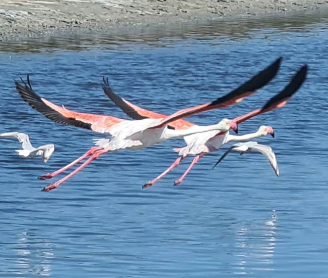 Envol de flamants roses-photo-page