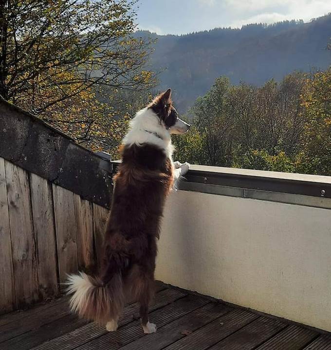 Confortable pour les animaux 
