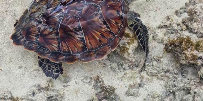 tortue marine