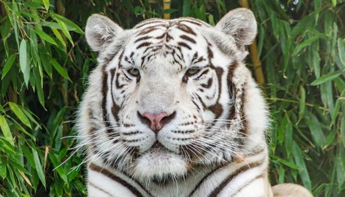 2017-Radjah-Zoo-d-asson---3-ok