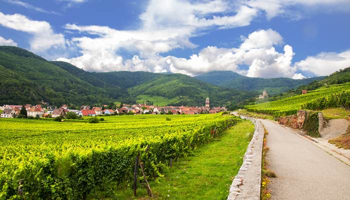 Route des vins d'Alsace