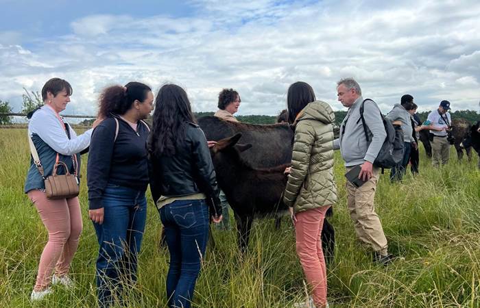 hitton-visite-guidée-troupeau-ânesses