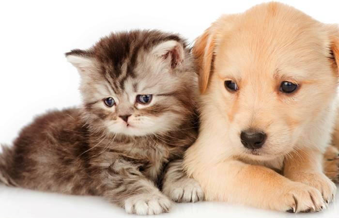 chat-chiens-
