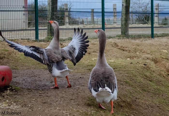 Sophie et Sophie