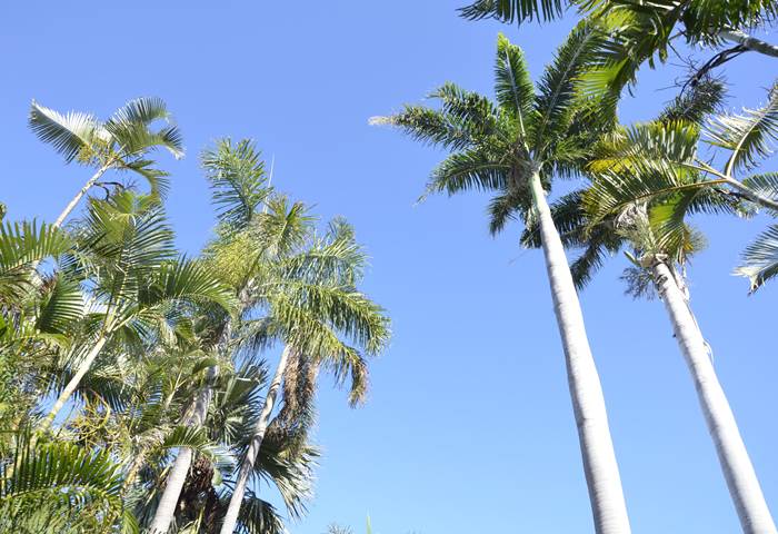 jardin-arbore´