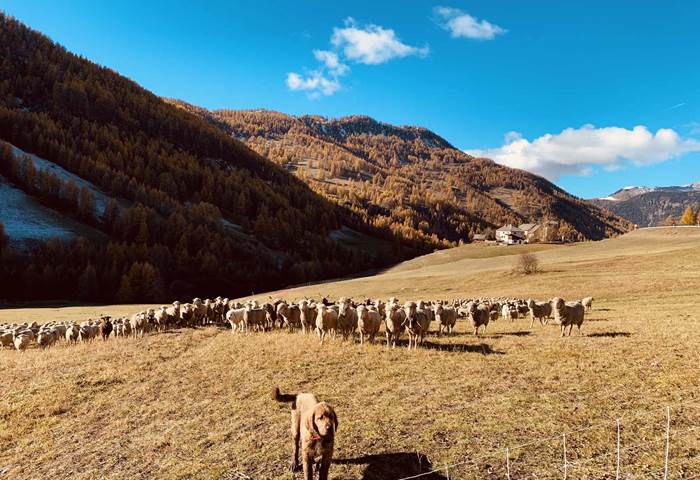 troupeau-chien