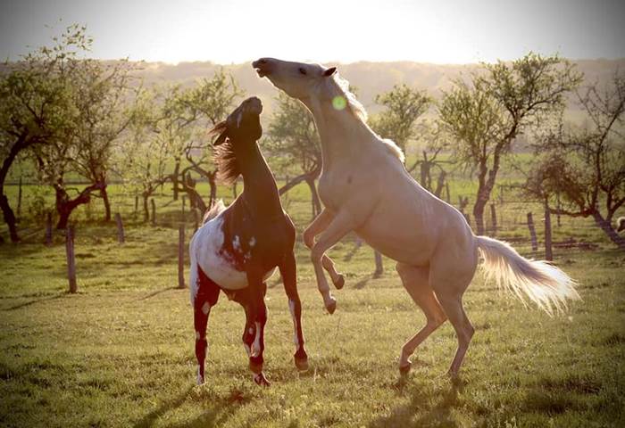 Chevaux en liberté