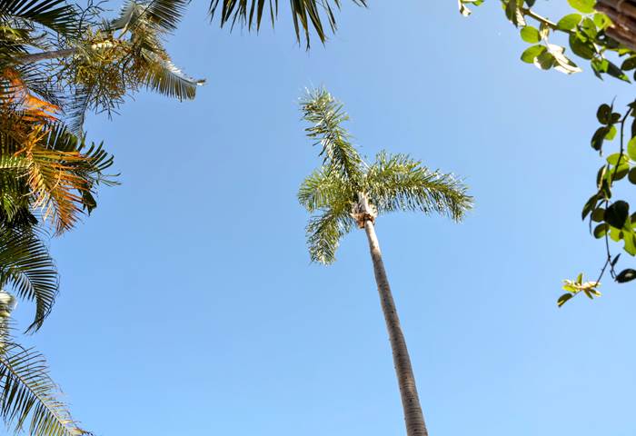 locations-la-palmeraie-97460