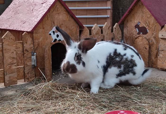 Lapins