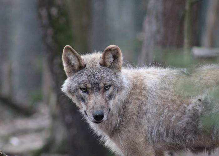loup 2
