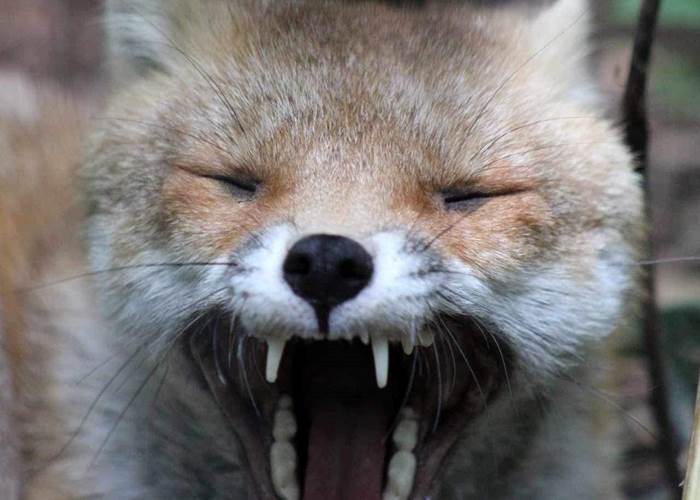 renard 2