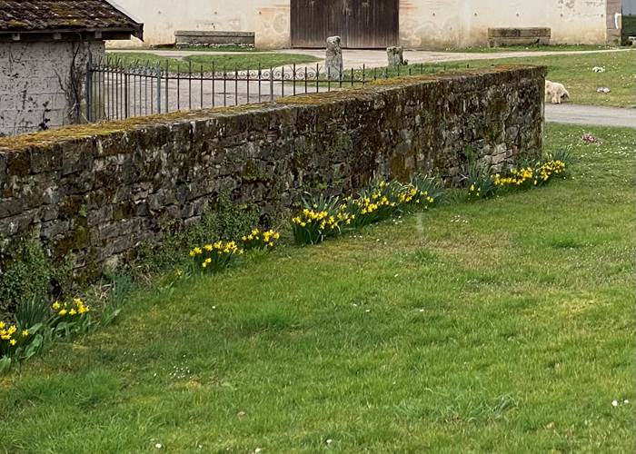 Jonquilles de la Manufacture