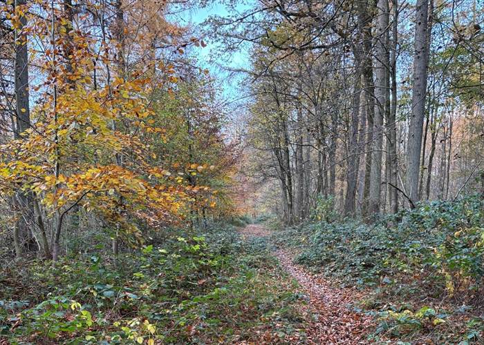 Randonnée dans les bois de la Vallée de la Paix