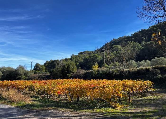 les vignes en automne