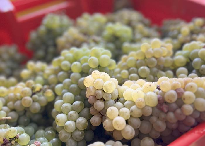 chenin