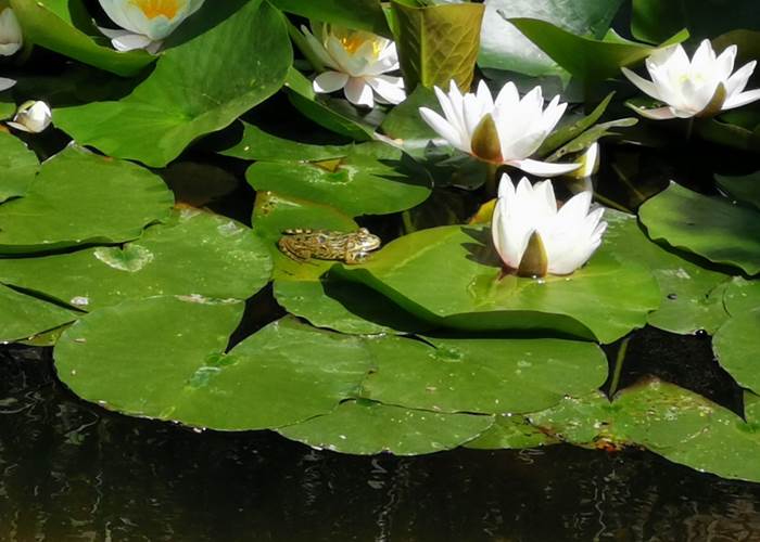 Les plaisirs de la nature au "Coq du Nord -Mailhac"