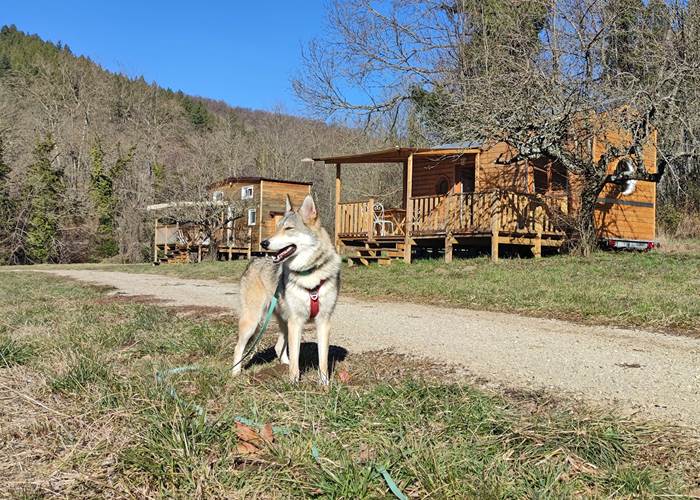 Venir avec son chien a Cosy Naturesite-news