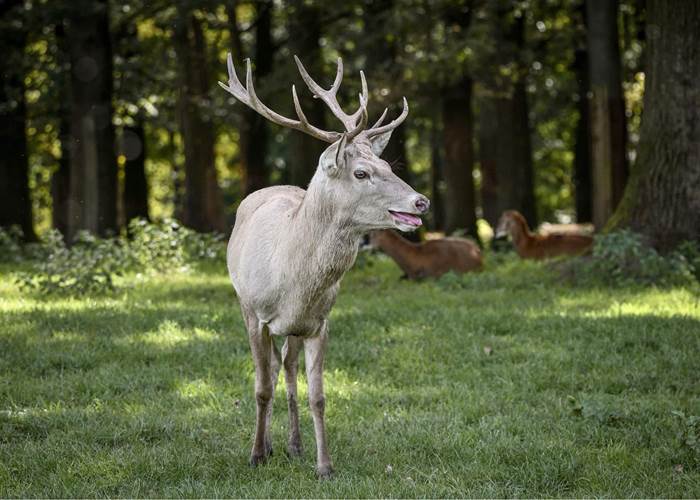 cerf blanc 1