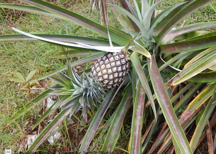 Jardin Boraha Village Ile Ste Marie Madagascar 12