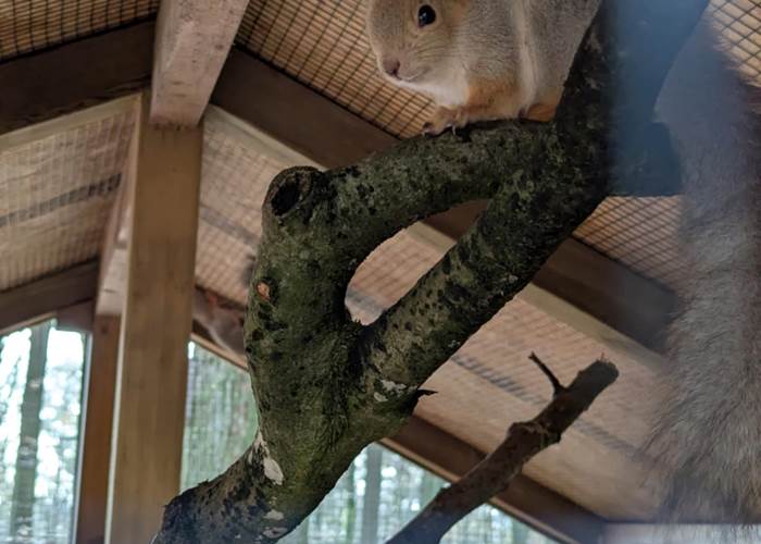 Ecureuil dans un arbre au parc à gibier de la roche en ardenne